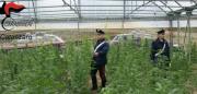 Piantagione di marijuana con oltre 5mila piante a Curinga, le decisioni del gip per tre reggini