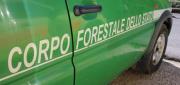 Rubavano legname da un bosco comunale, due denunce nel Cosentino