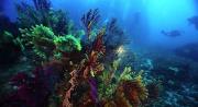 I fondali di Scilla protagonisti del campionato italiano di fotografia subacquea