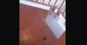 Rione Marconi a Reggio Calabria, vivere con i topi in casa (VIDEO)