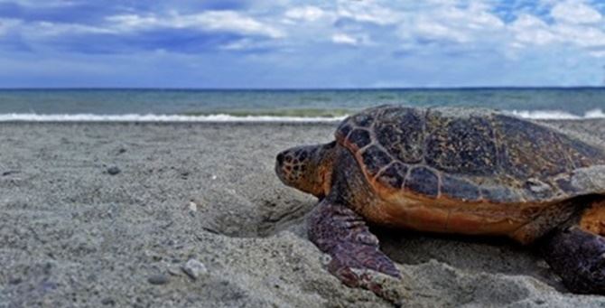 Una tartaruga caretta caretta sulla spiaggia