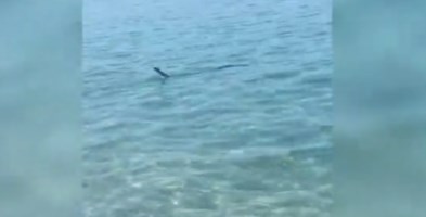 Il piccolo squalo in un frame del video girato dai bagnanti