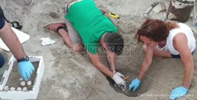Miracolo della natura a Soverato: trovate 118 uova di tartaruga marina sulla spiaggia