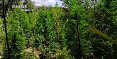 Scoperta piantagione di marijuana nel Vibonese: avrebbe fruttato 800mila euro