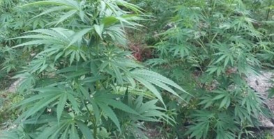 Scoperte 1200 piante di marijuana nella Locride e arrestate quattro persone