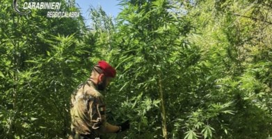 Scoperte e distrutte tre piantagioni di marijuana nella Locride