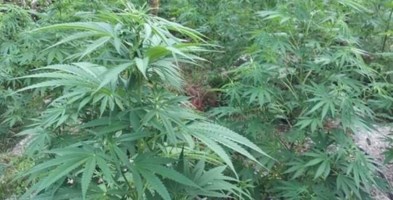 L’operazioneMarijuana, 502 piante di circa due 2 metri scoperte nel Vibonese: la piantagione è stata distrutta