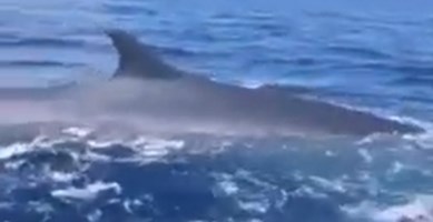 Avvistata una balena al largo di Palmi, ecco lo spettacolare video