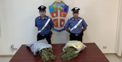 Sequestrata piantagione di marijuana nella Locride, arrestate due persone
