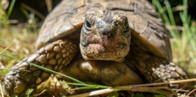 Lamezia, viveva in una piccola cassetta di plastica: salvata tartaruga africana