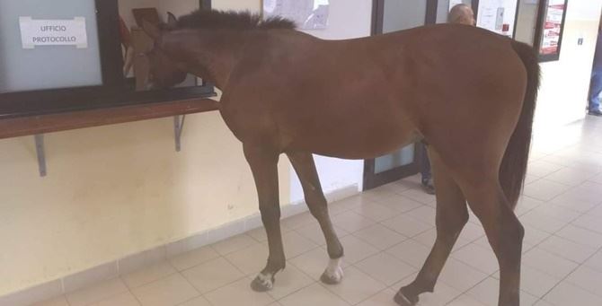 Il cavallo nel Comune di Gioia Tauro