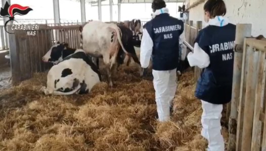 Animali macellati senza controlli sanitari: nei guai sei veterinari dell'Asp di Crotone 