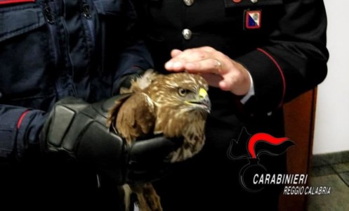 Campo Calabro, i carabinieri salvano un rapace ferito impigliato tra i rovi
