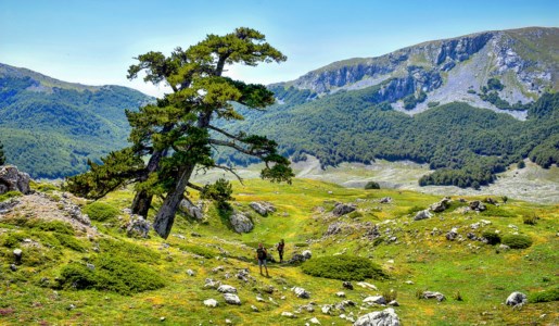Il pino loricato, albero simbolo del Parco nazionale del Pollino