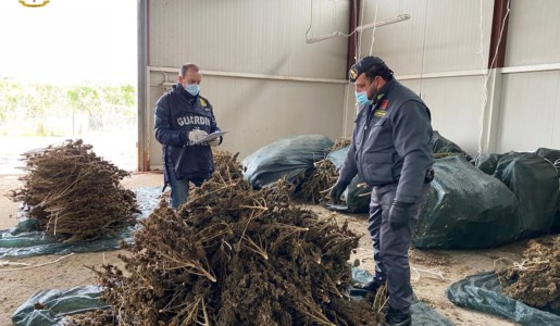 Castrovillari, sequestrate oltre 3mila piante di cannabis sativa non a norma