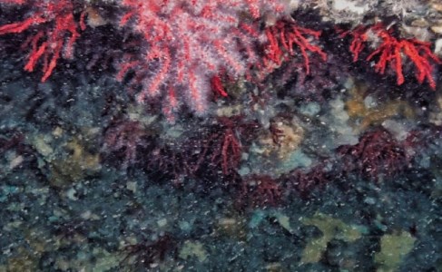 Colonia di corallo scoperta in Calabria, ora la Regione pensa all'istituzione di un parco marino