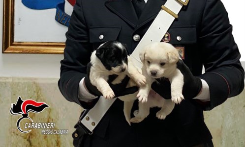 Due dei cuccioli salvati
