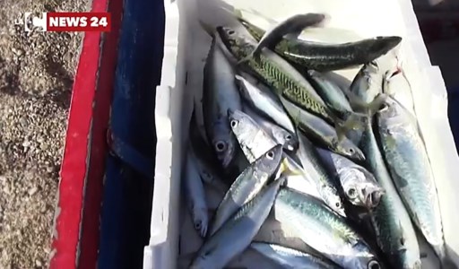 PescaLe aziende ittiche calabresi protagoniste alla Fiera europea di Barcellona