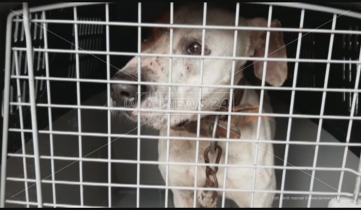 Cani maltrattati fino alla morte e carcasse in celle frigo non funzionanti: 17 indagati nel Reggino