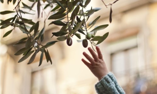 Il progettoDetenuti in campo per salvare l’olivo della Madonna, antica pianta a rischio estinzione