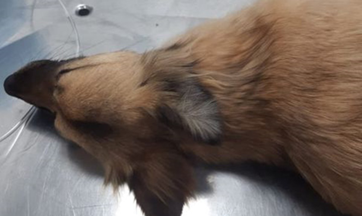 Uno dei cani avvelenati per il quale anche l’intervento del veterinario si è rivelato inutile