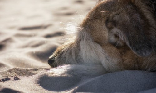 Praia, uccide il proprio cane in spiaggia dopo averlo torturato: il Comune si costituirà parte civile
