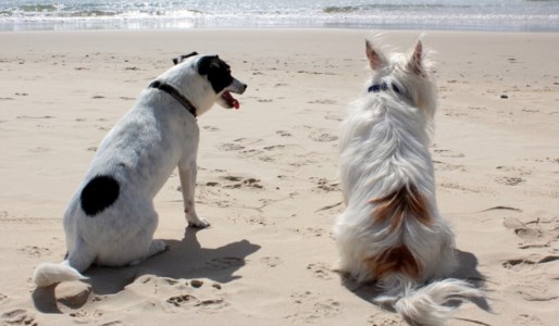Cani in spiaggia, foto da pixabay