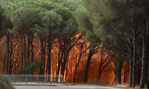 La pineta di Siano in fiamme la scorsa estate
