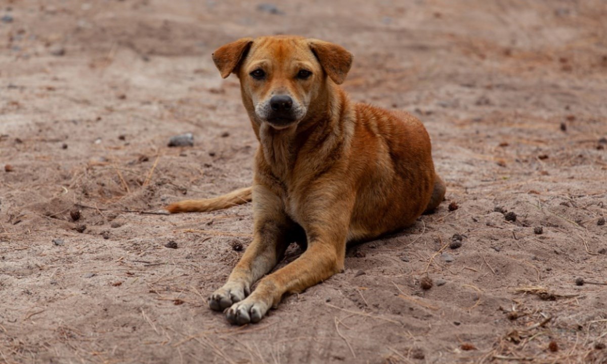 Il casoIl cane “si perde” e il padrone non denuncia, assolto imputato accusato di abbandono di animale 