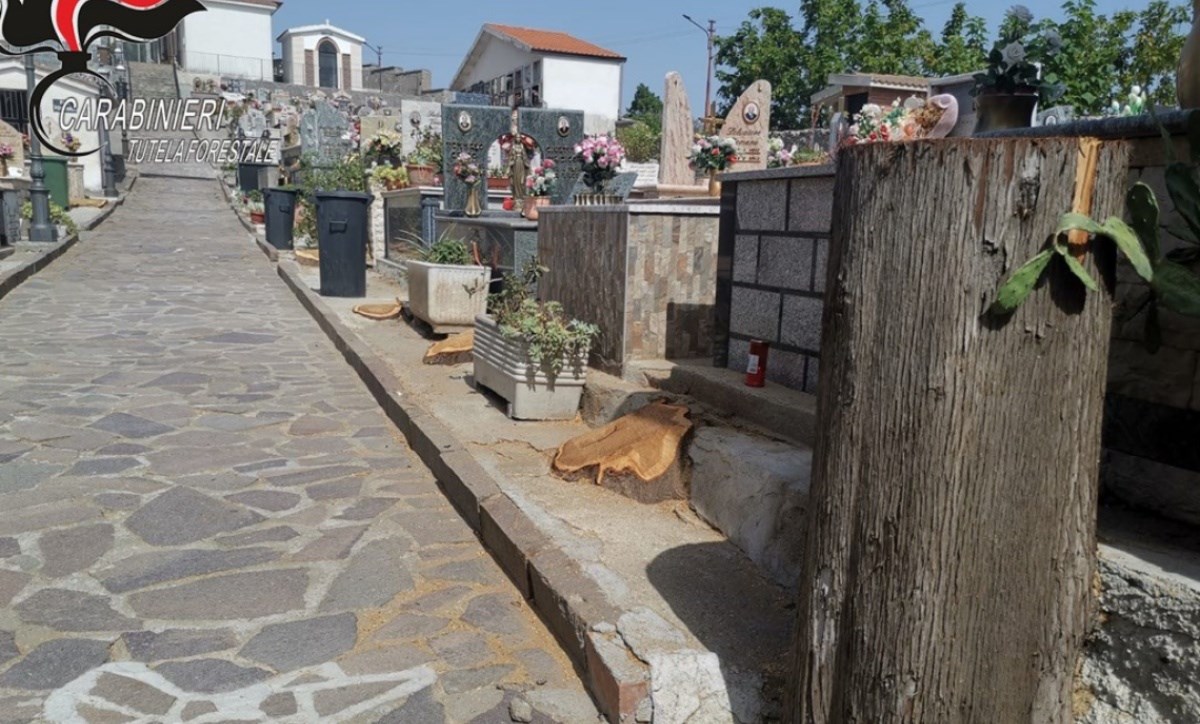 Il taglio dei cipressi nel cimitero di Caloveto