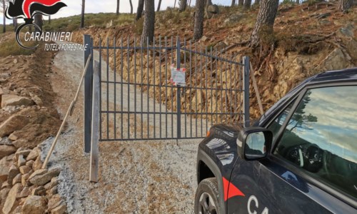 Distrugge bosco per realizzare una strada abusiva: una denuncia nel Crotonese