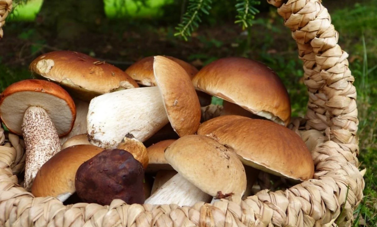 Cestino con funghi, immagine di repertorio da pixabay