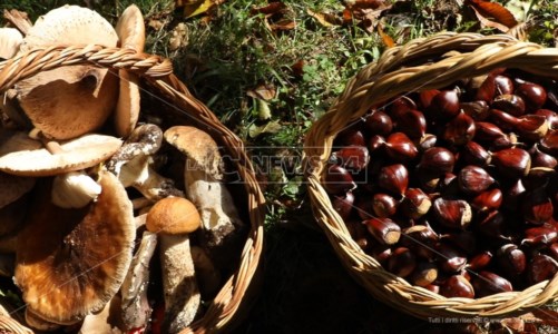 La storiaCastagne e funghi, così a Cerisano rivivono le antiche tradizioni