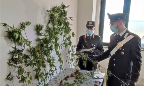 Nel CatanzaresePetronà, coltivava marijuana in una serra: denunciato un 55enne