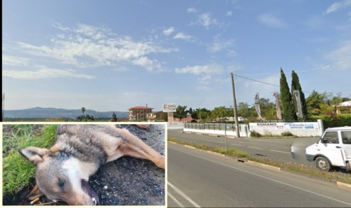 La scopertaLamezia, lupa trovata morta in via Progesso: forse è stata investita da un’auto