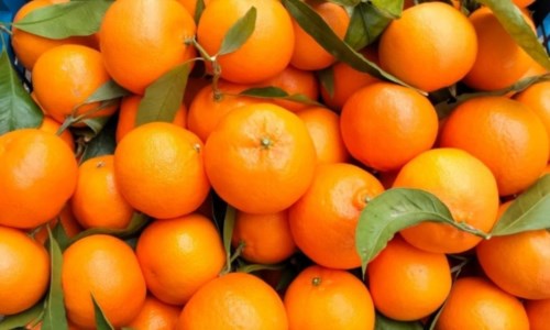 Eccellenze agricoleÈ calabrese l’azienda esclusivista per la produzione delle clementine Perrina