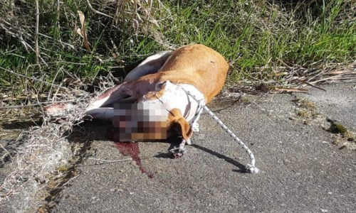 La cagnolina uccisa a Crotone