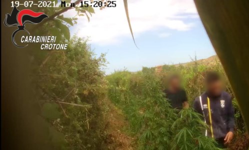 Crotone, quattro piantagioni di marijuana su un terreno demaniale: sei arresti
