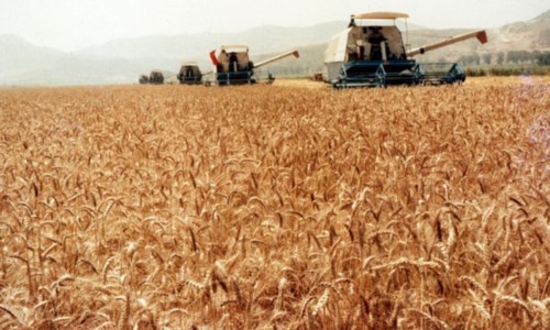 Crisi del granoL’Arsac: «Ecco perché sono soltanto 99 gli ettari “pubblici” coltivabili a cereali»