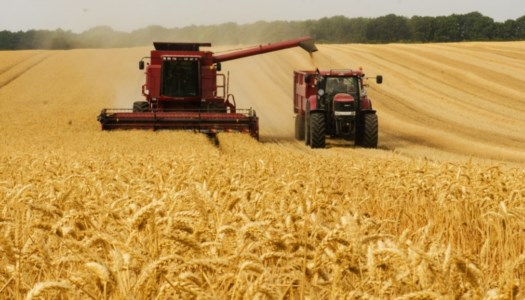 L’allarmeMolti Paesi Ue bloccano le esportazioni di grano, in Italia scorte disponibili solo per due mesi