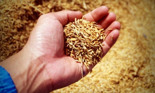 La sfidaIl piano della Calabria per contrastare la crisi del grano: «Individuare terreni inutilizzati e produrre cereali»
