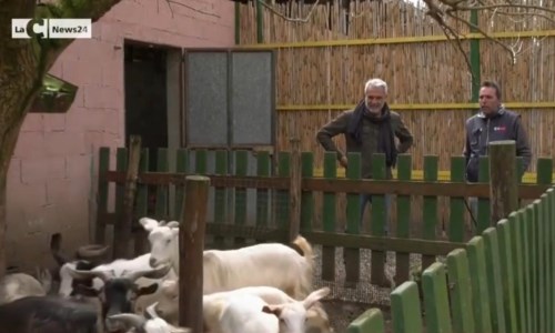 Gli effetti della guerraCosì la Calabria ha “tradito” il grano: a Serrata vogliono i forni sociali e fanno il baratto