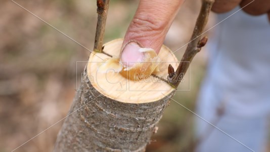 TradizioniL’innesto del ciliegio, l’antica tecnica agronomica tramandata a Cerisano