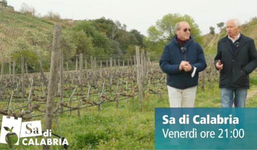 I format di LaC TvA Sa di Calabria la storia di Librandi, l’azienda vinicola partita da zero che ora esporta in tutto il mondo