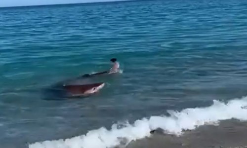 Mare CalabriaStupore per l’avvistamento di uno squalo nelle acque di Badolato: il video girato da una residente