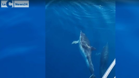 Calabria da scoprireIl ballo dei delfini nel blu del mare di Trebisacce: lo spettacolo al largo della costa jonica -Video
