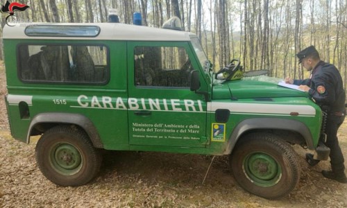 I controlli del territorioTaglio abusivo di legna nel Parco nazionale della Sila, denunciato un uomo