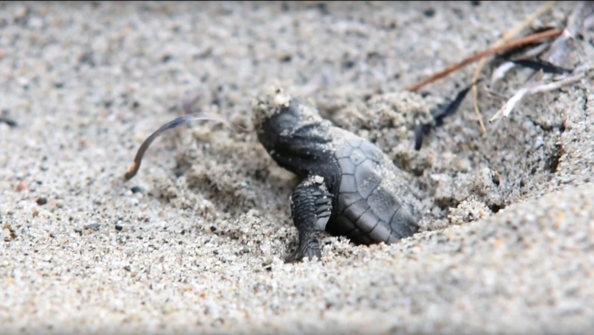 Una tartaruga caretta caretta appena nata a Brancaleone (Foto Racconti di Calabria - POR 2014/20220)
