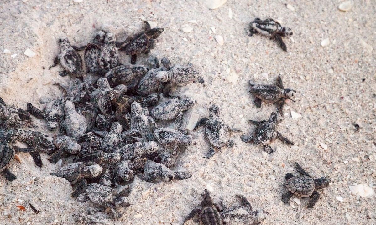 La schiusa di un gruppo di tartarughe caretta caretta