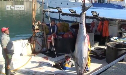 Lavoro e tradizioniParte la stagione della pesca al tonno rosso in Calabria: la prima cattura offerta a San Francesco